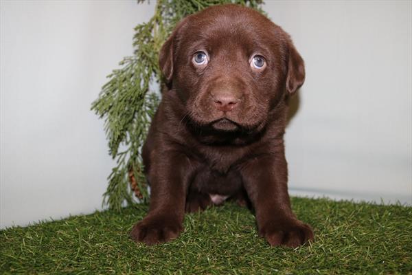 Labrador Retriever (M) 5693 Image #1