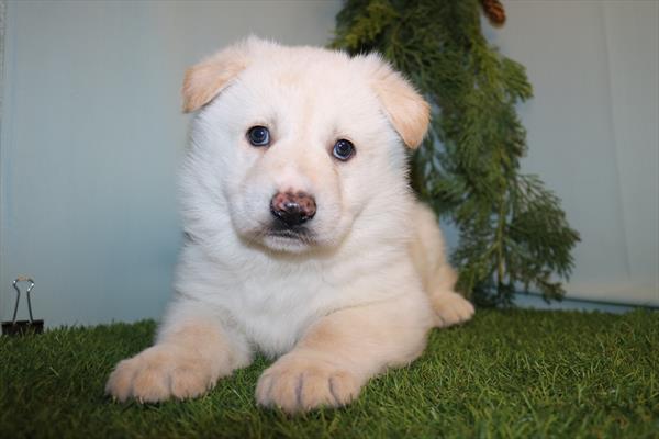 German Shepherd Dog (M) 5710 Image #1