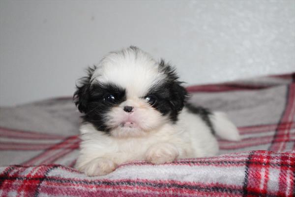 Pekingese (M-N) 2214 Image #2