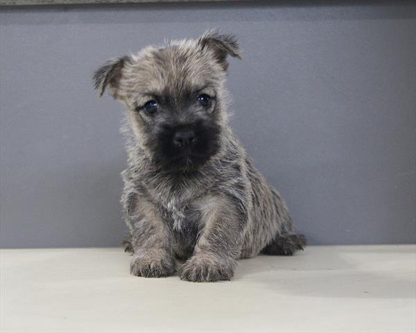 Cairn Terrier (F) 5704 Image #2