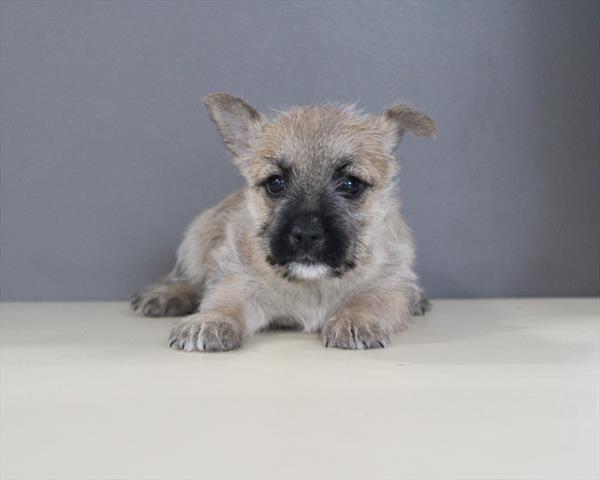 Cairn Terrier (F) 2211 Image #2