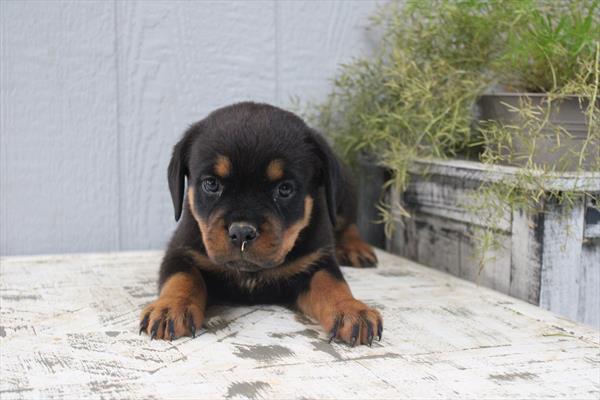 Rottweiler (F) 5679 Image #2