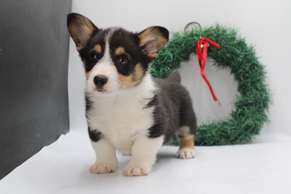 Pembroke Welsh Corgi (M) 5663 Image #1