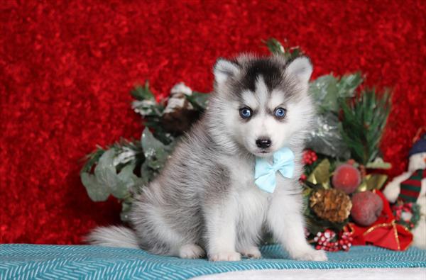 Pomsky (M) 2204 Image #2