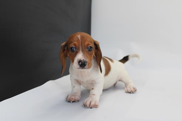 Dachshund (F) 5676 Image #1