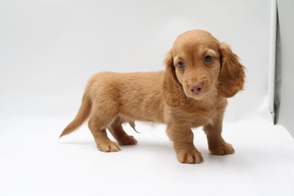 Dachshund (M) 5675 Image #1