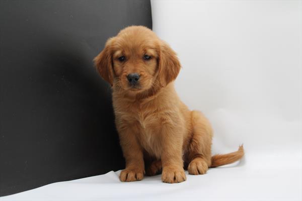 Golden Retriever (F) 2194 Image #2