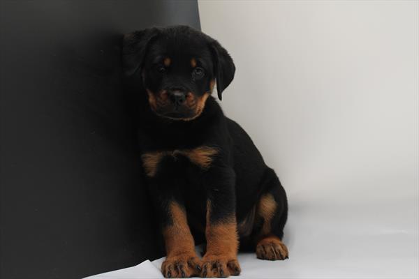 Rottweiler (F) 2195 Image #1
