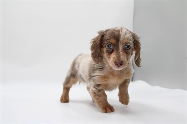 Dachshund (F) 2193 Image #1