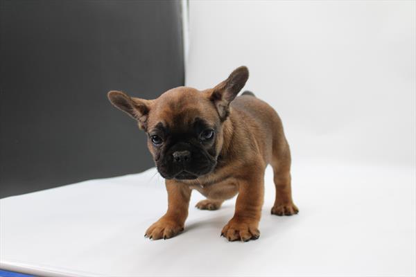 French Bulldog (F) 5702 Image #2