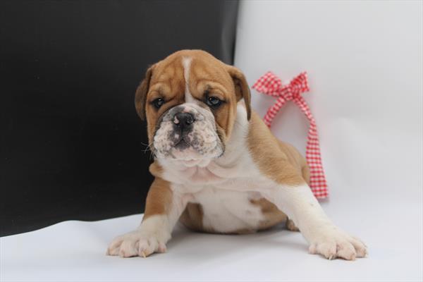 English Bulldog (M) 2212 Image #2