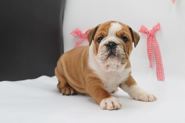 English Bulldog (F) 5705 Image #2
