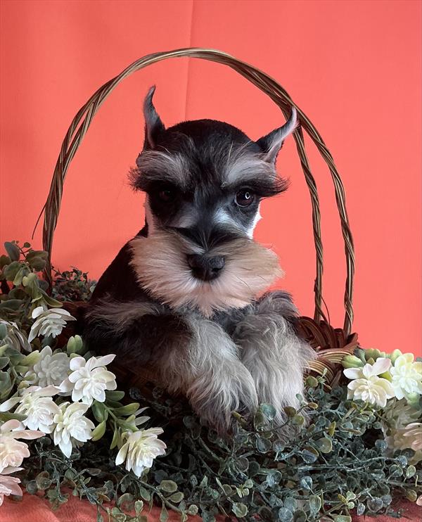 Miniature Schnauzer (M) 5695 Image #1