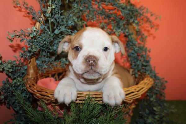 Olde English Bulldog (F) 5711 Image #1