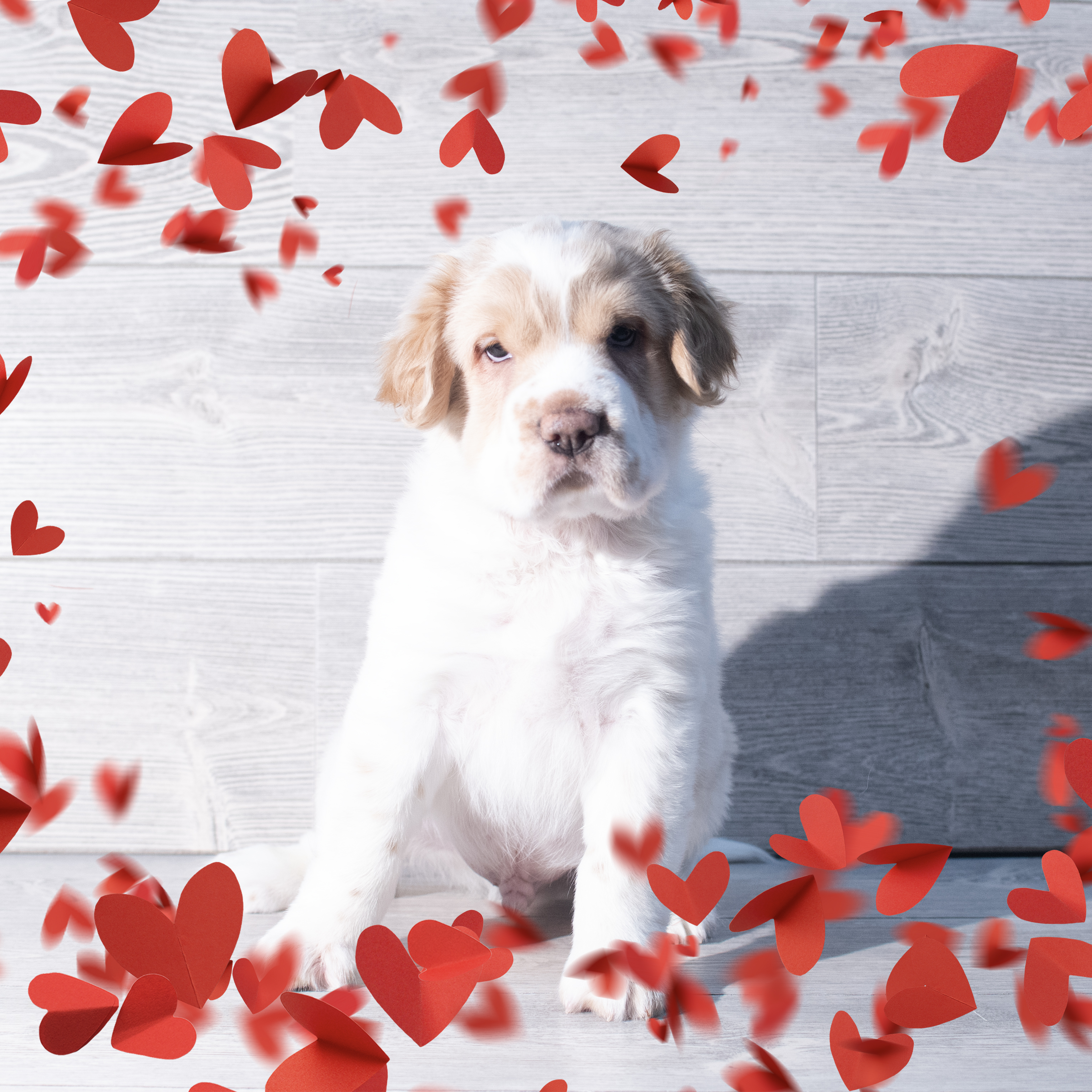 Hippo Mini (M) 2189 Image #1