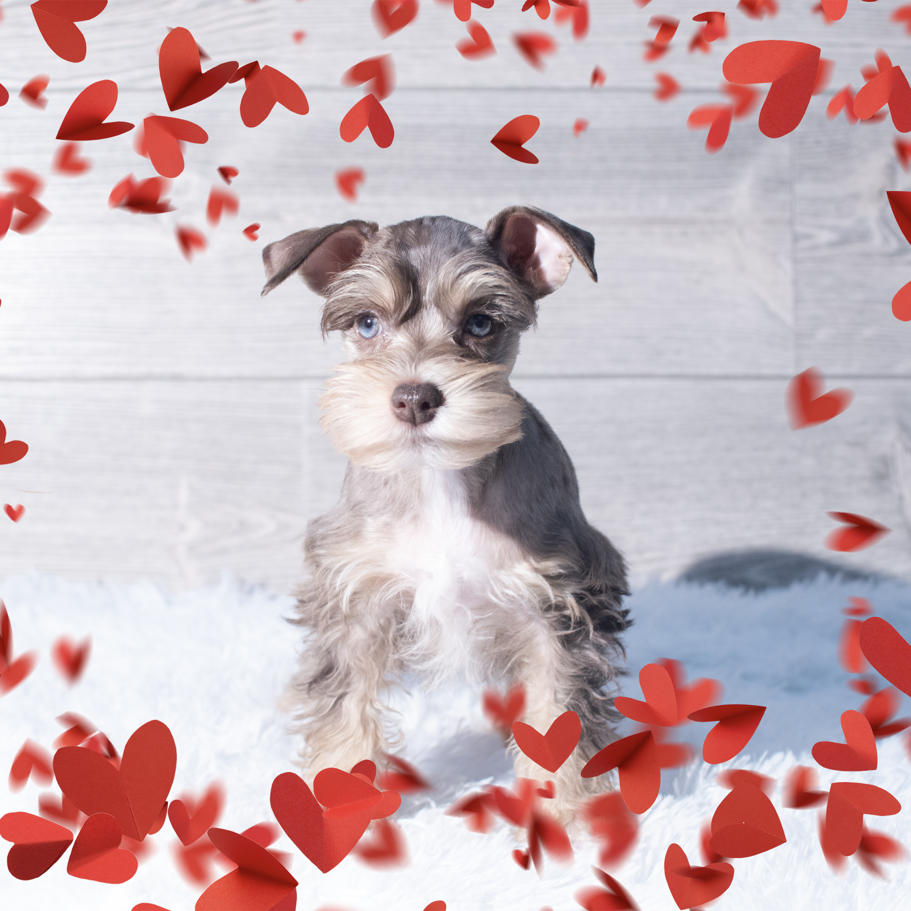 Miniature Schnauzer (F) 2190 Image #1