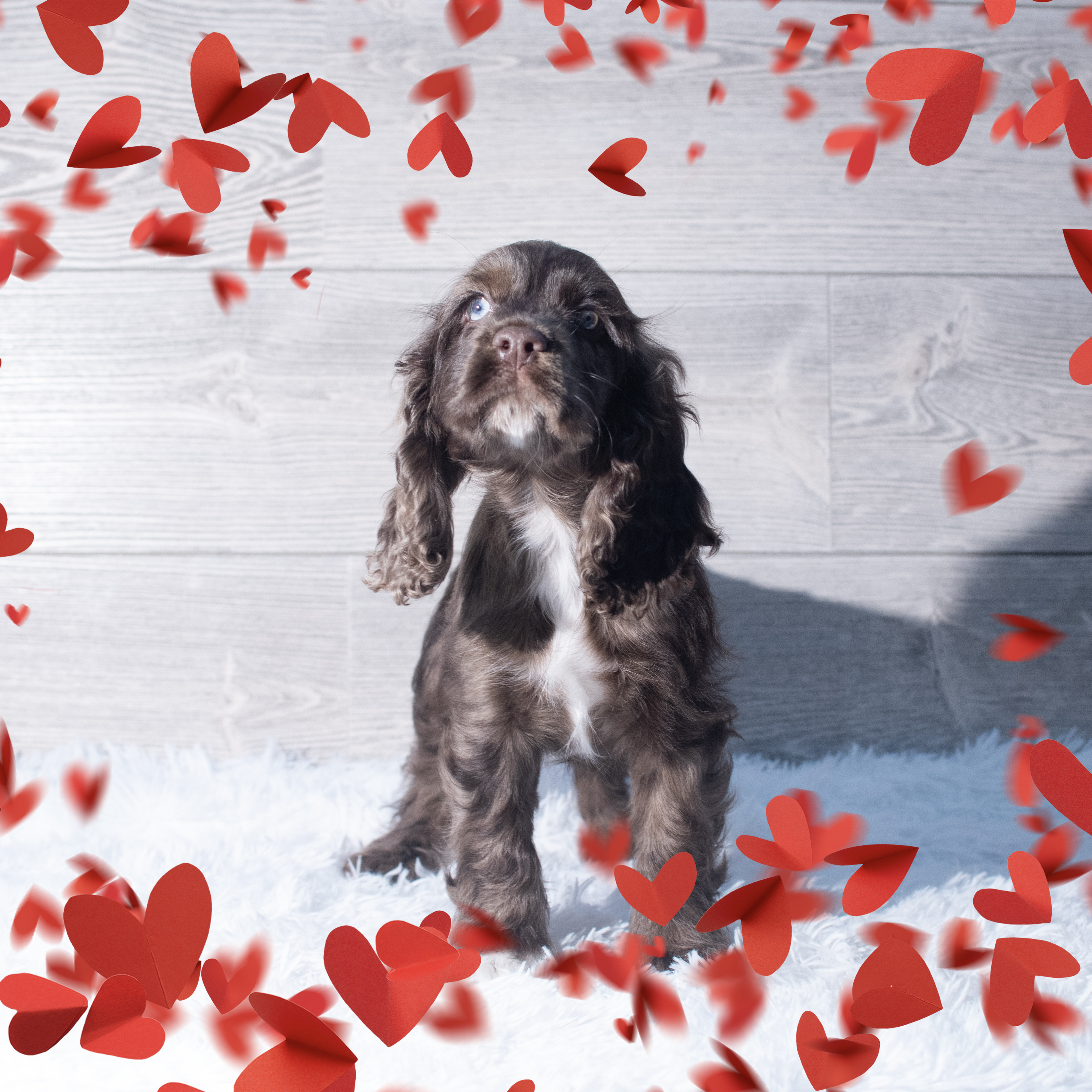 Cocker Spaniel (F) 2186 Image #1