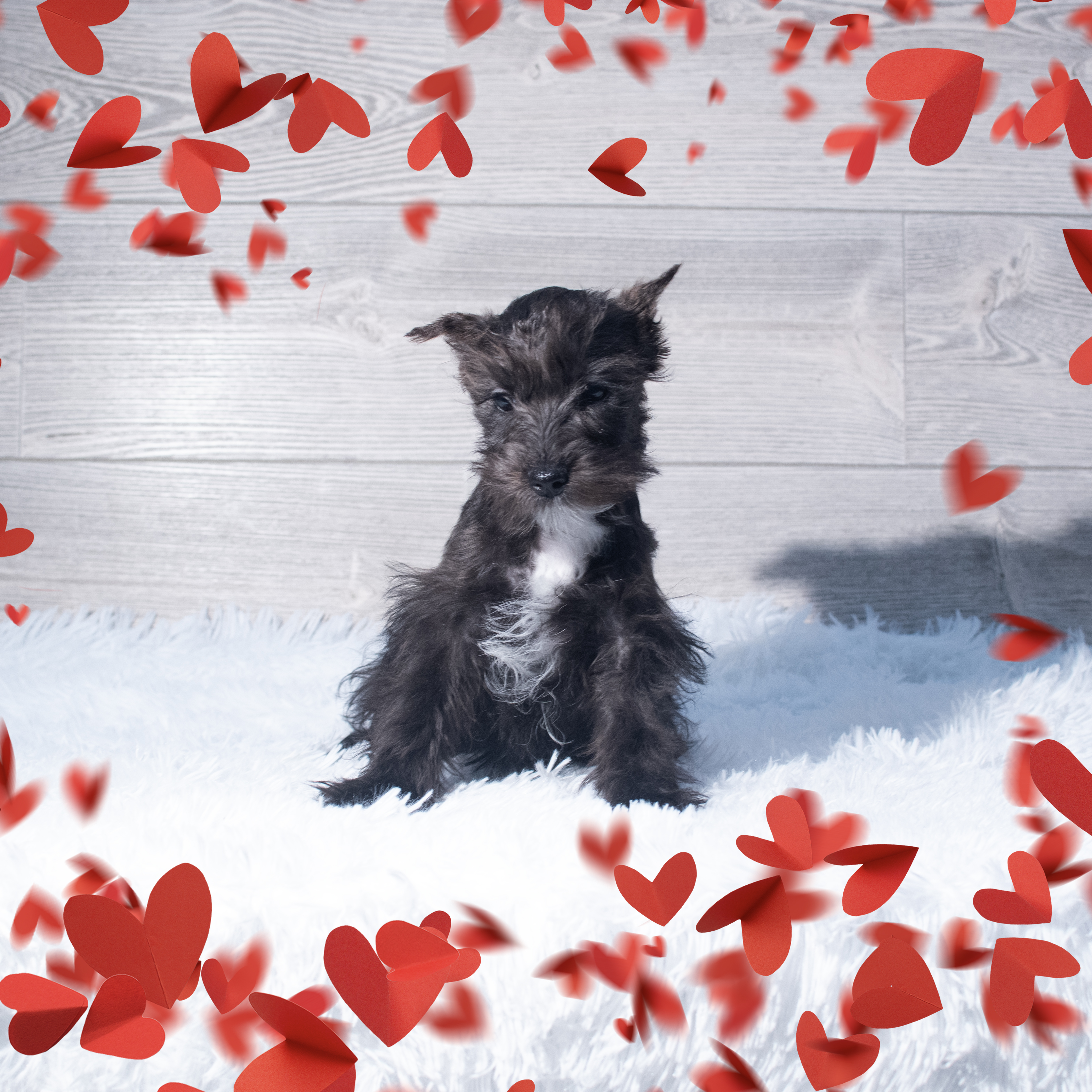 Miniature Schnauzer (F) 2139 Image #1