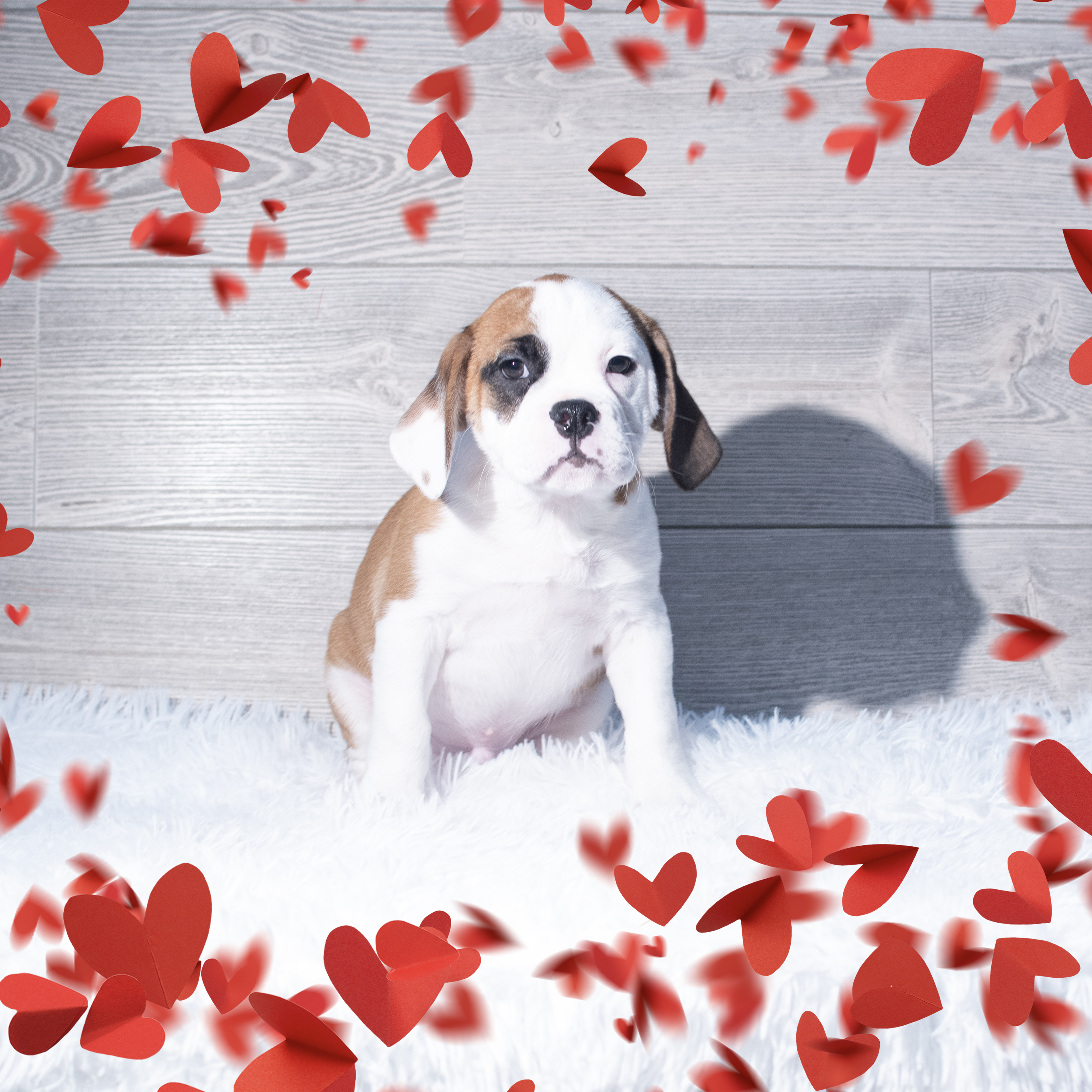 Mini Bullies (M) 2167 Image #1