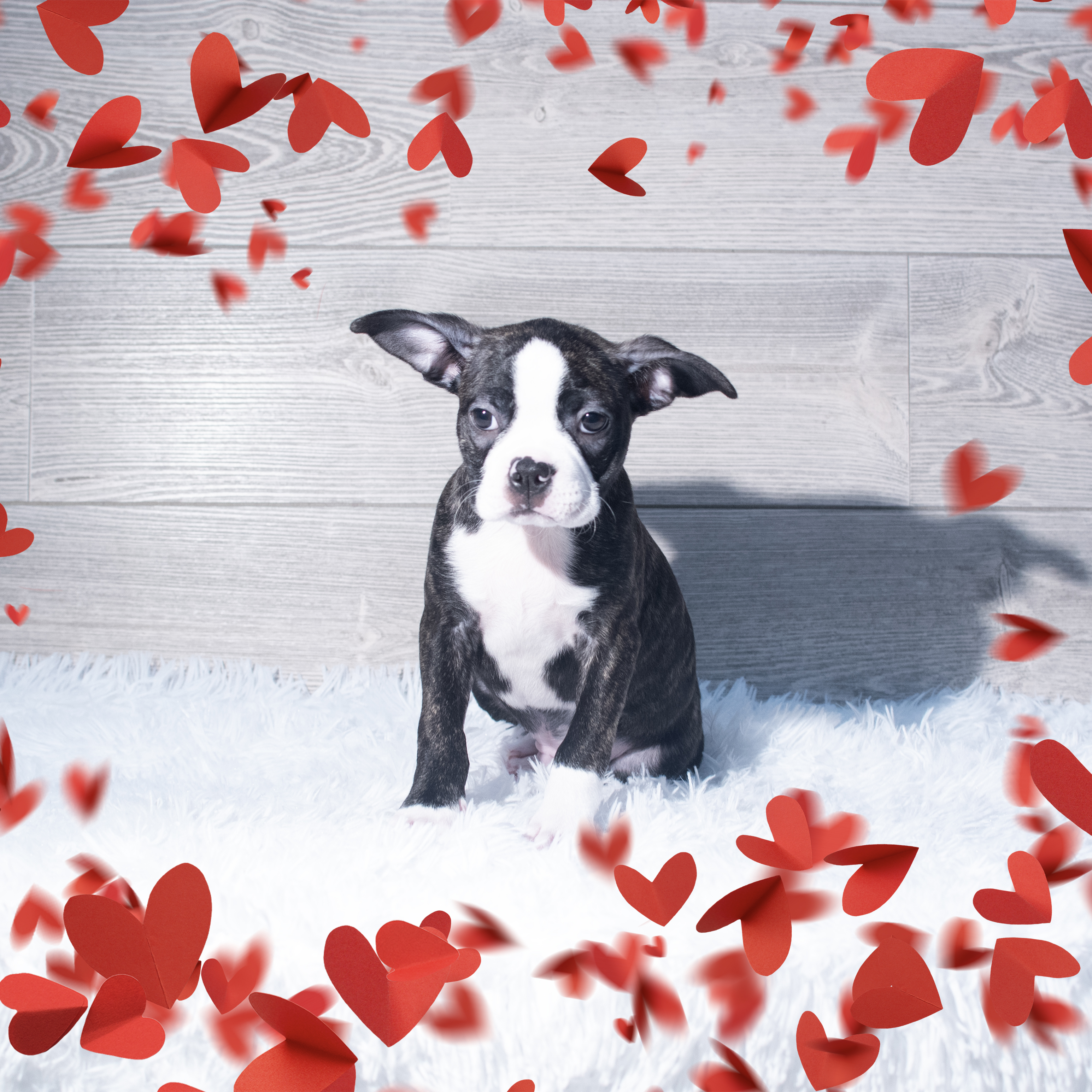 Boston Terrier (M) 2146 Image #1