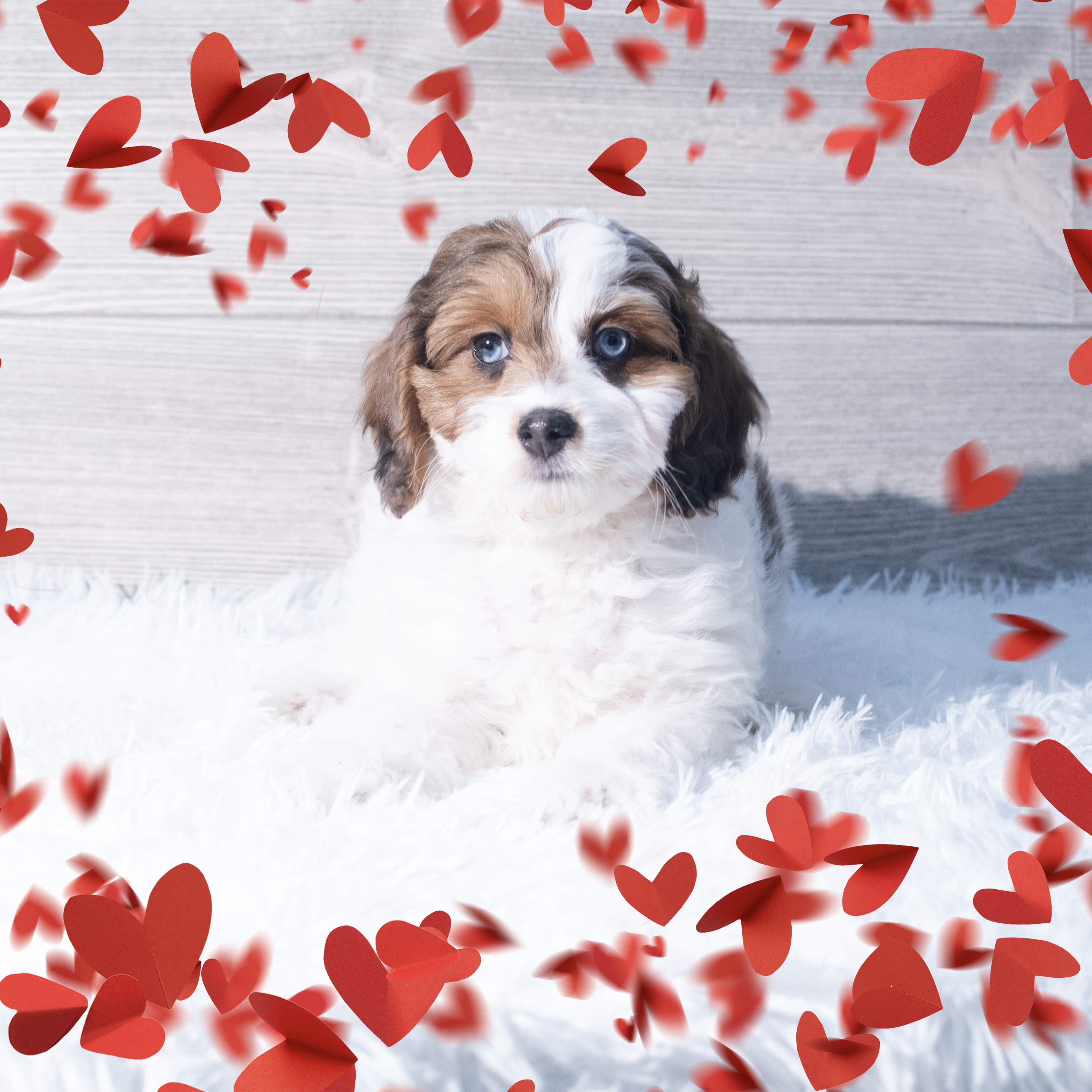 Hybrid (F) 2164 Image #1