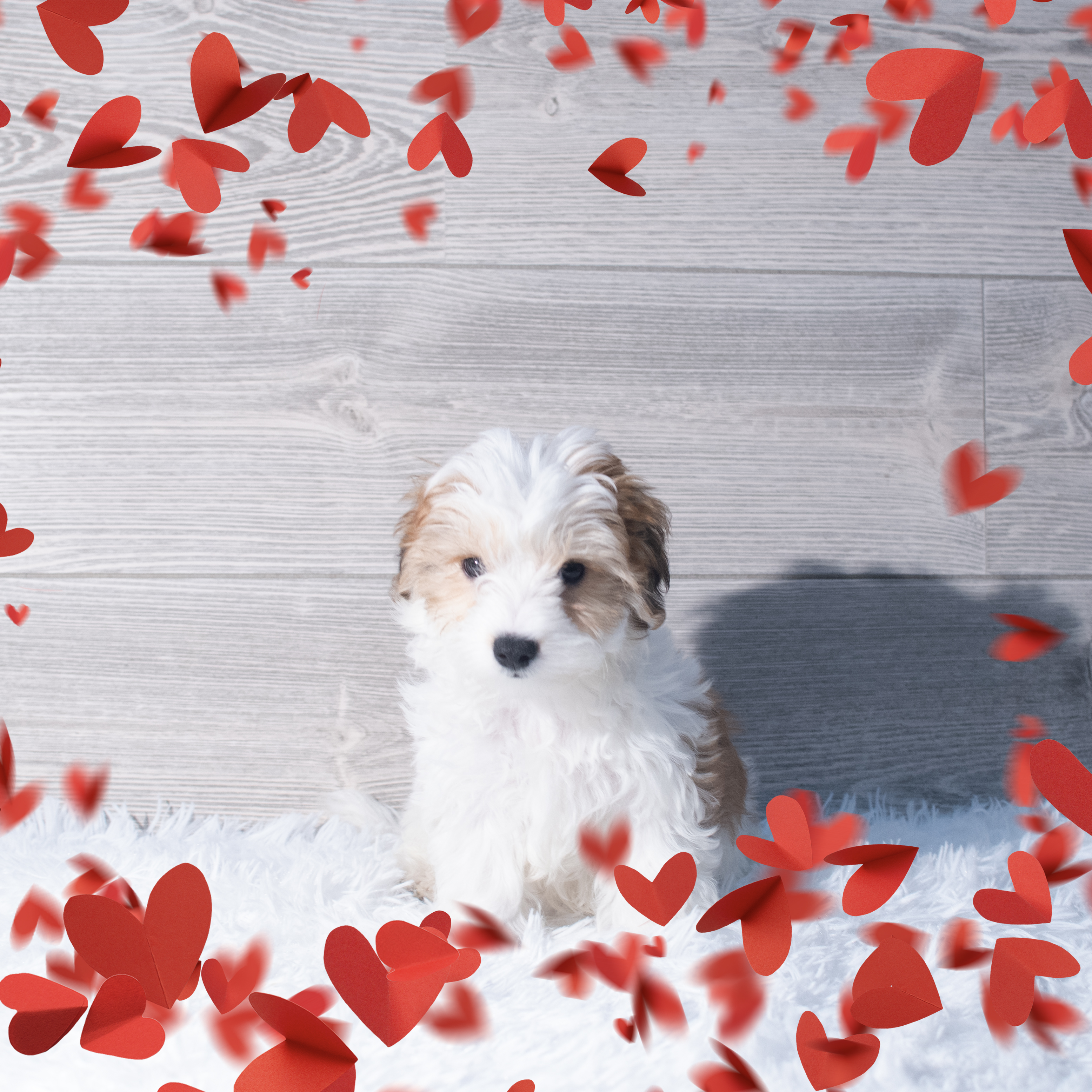 Yochon (M) 2170 Image #1