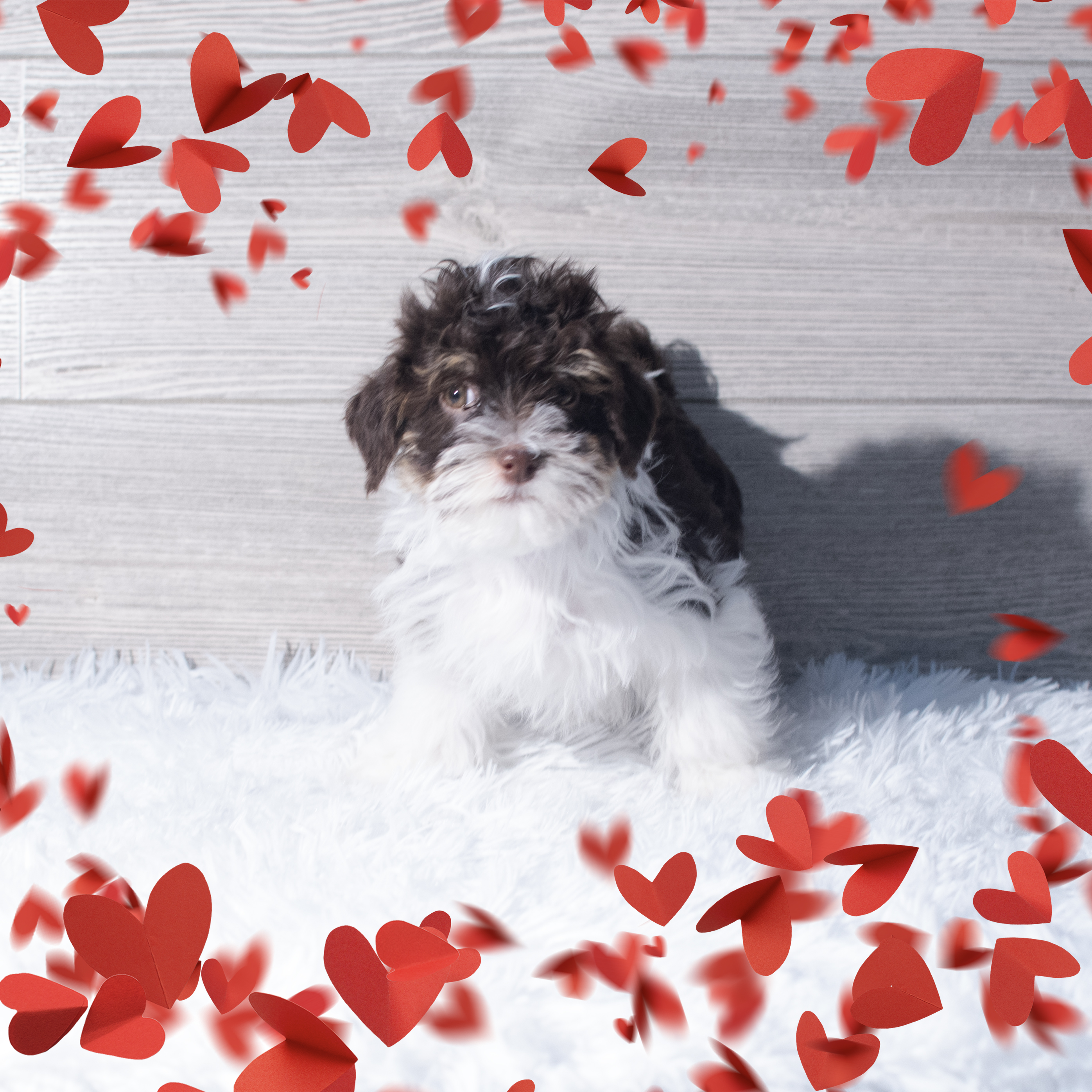 Havanese (M) 2173 Image #1