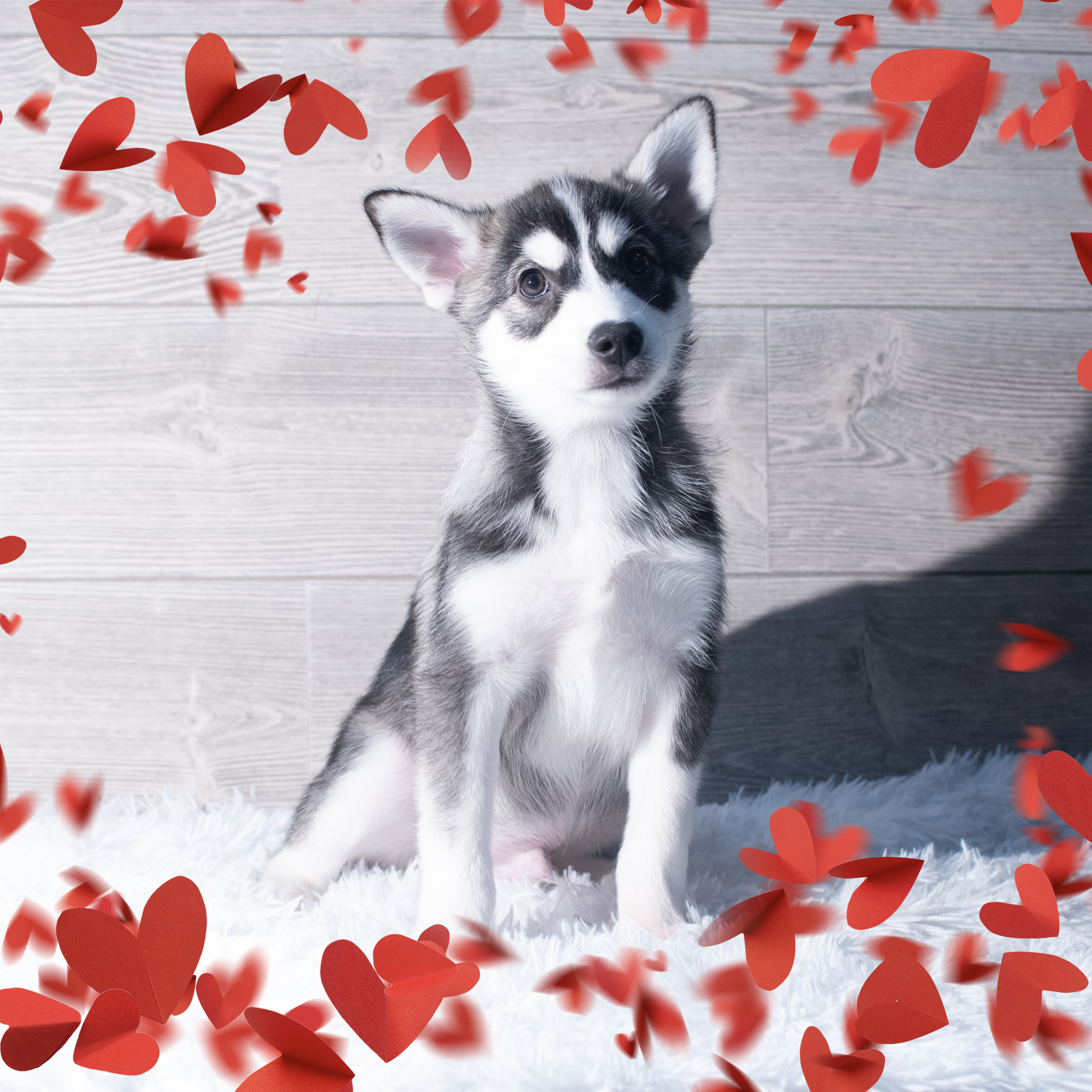 Huskimo (M) 2154 Image #1