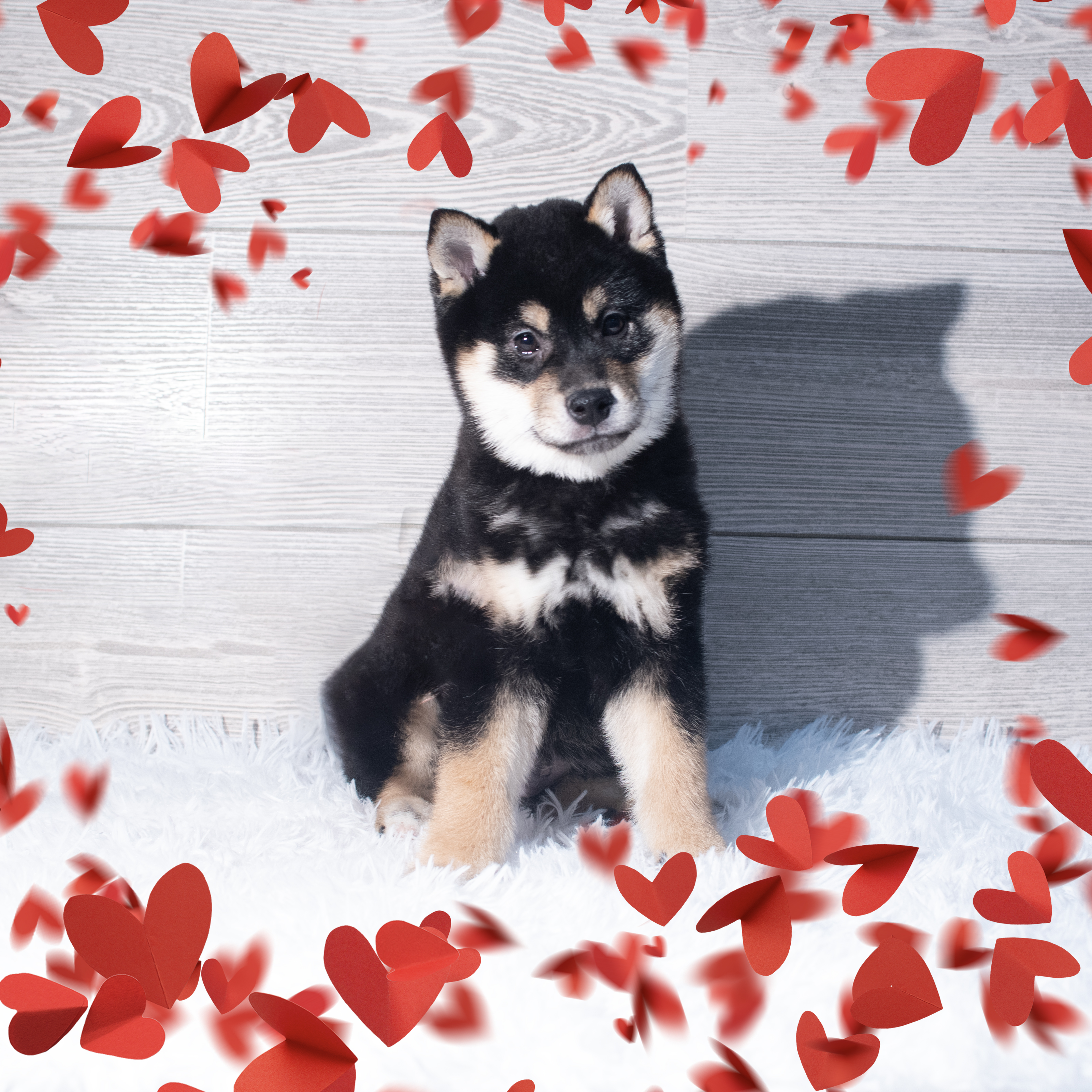 Shiba Inu (M) 2187 Image #1