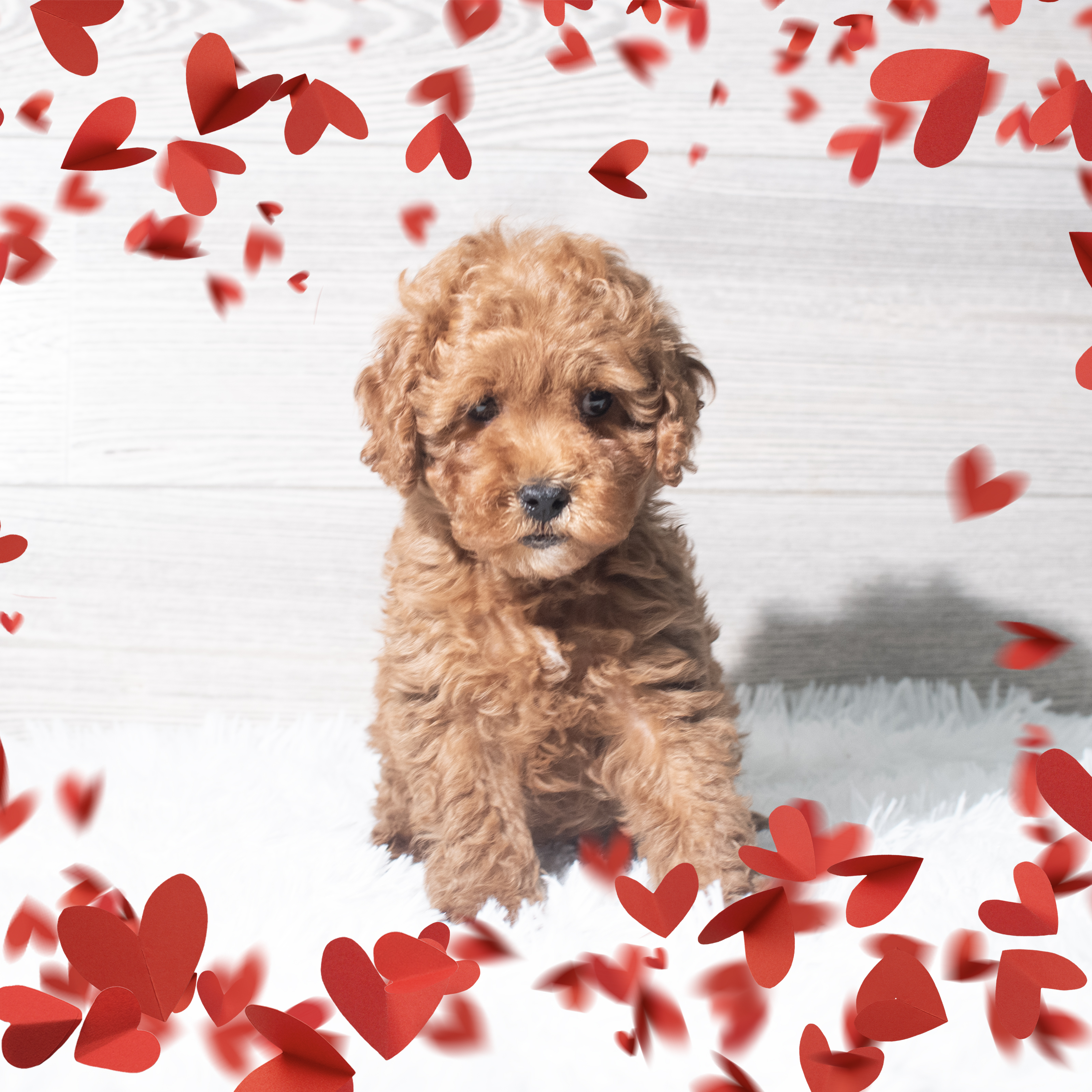 Cavapoo (M) 5674 Image #1