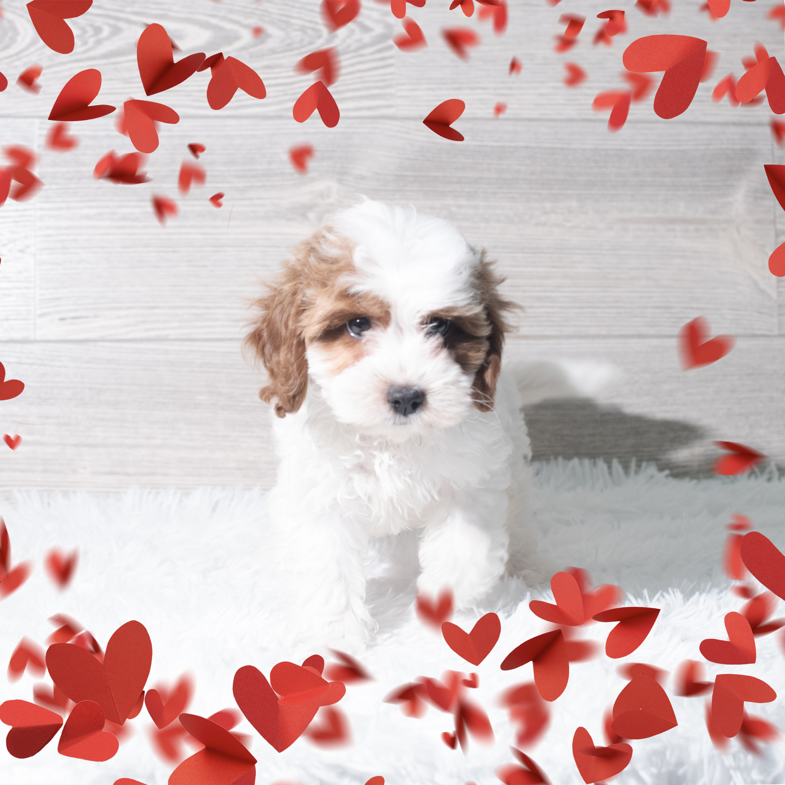 Cavapoo (F) 5673 Image #1