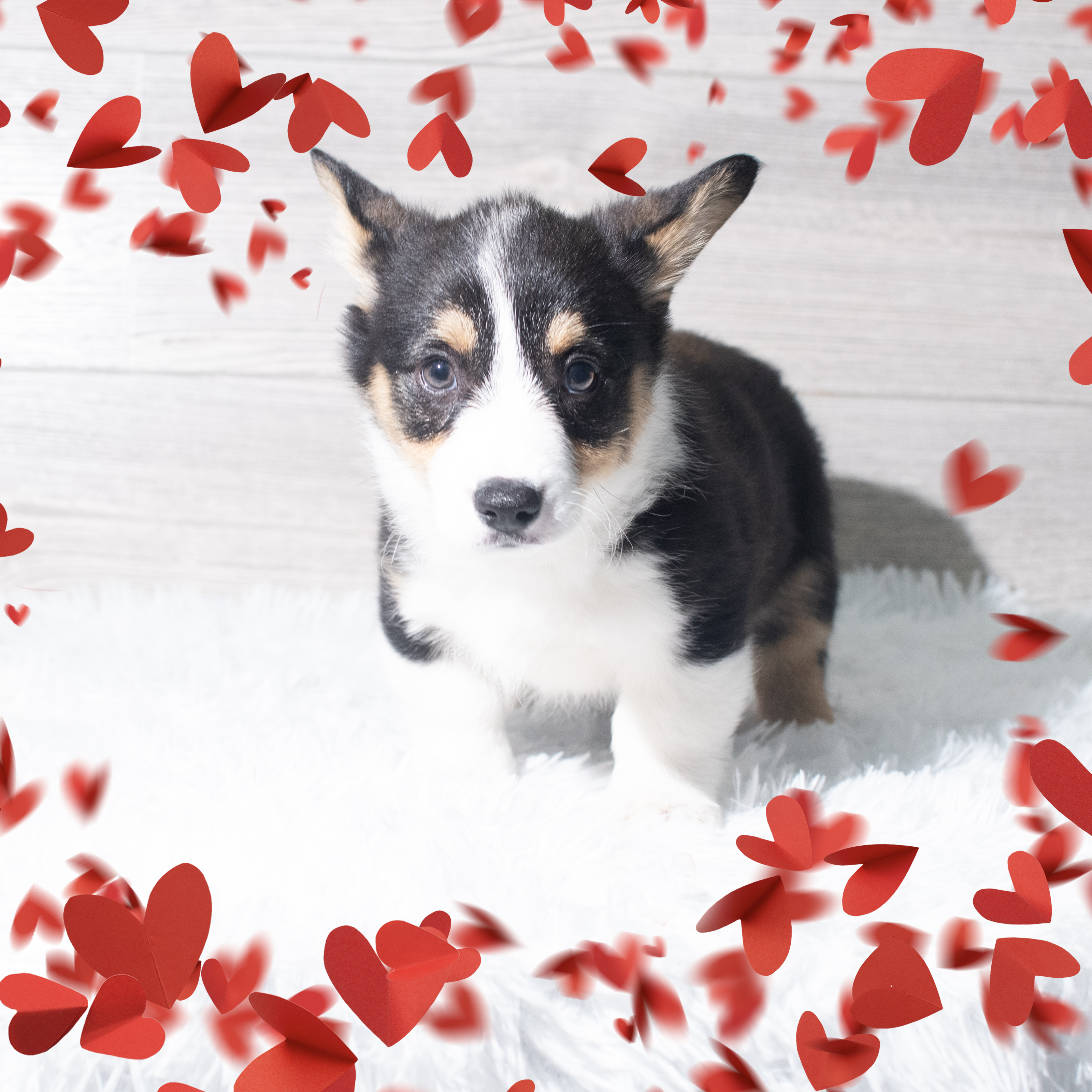 Pembroke Welsh Corgi (M) 5663 Image #1