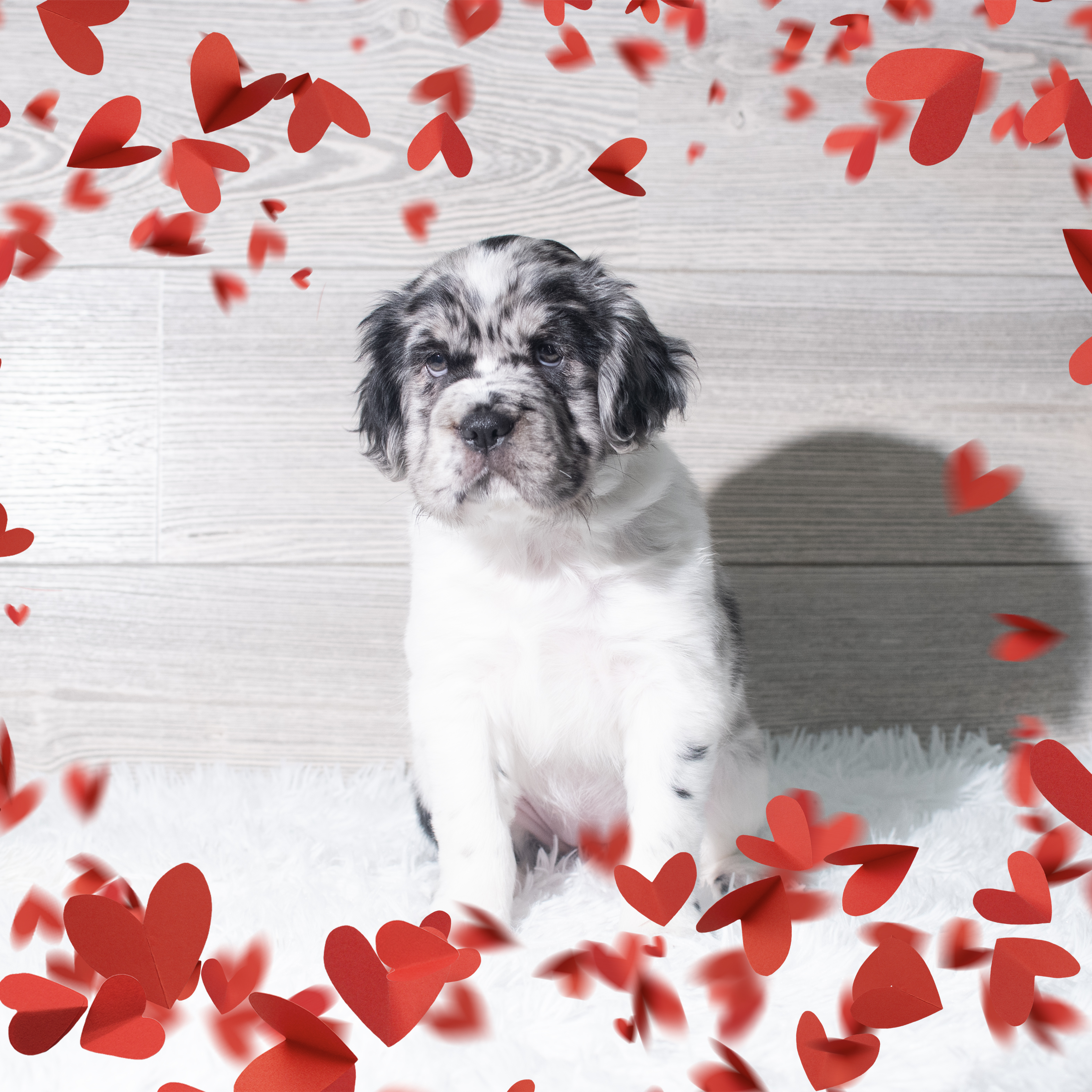 Hippo Mini (F) 5664 Image #1