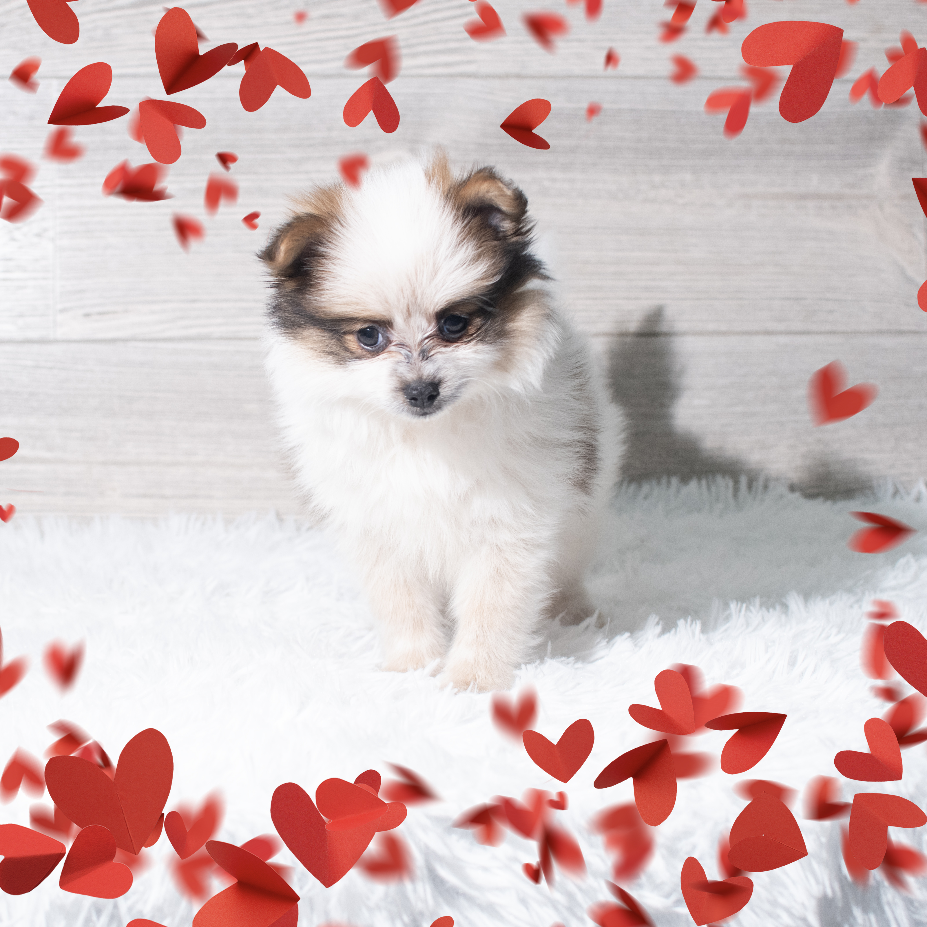 Pomeranian (M) 5665 Image #1