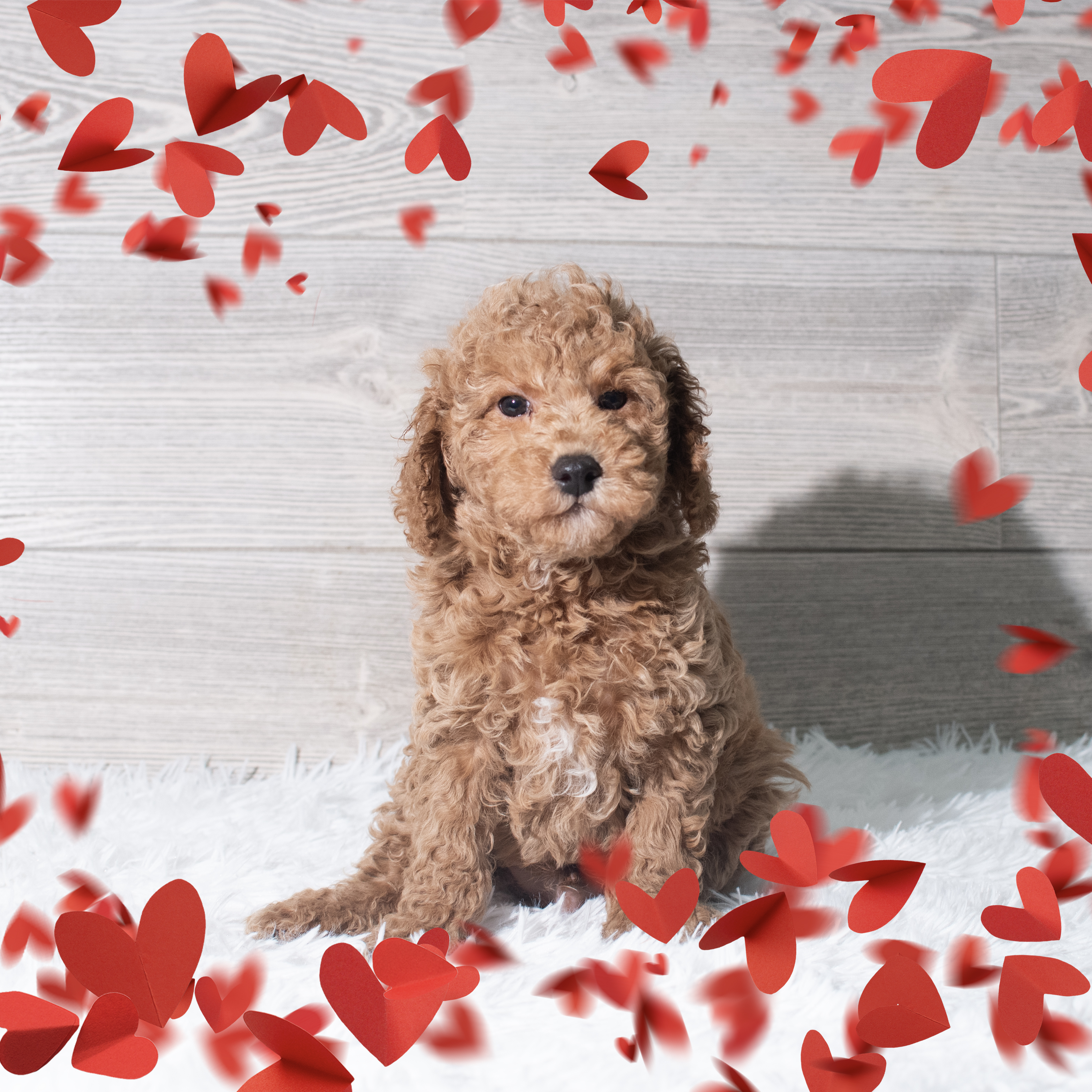 Poodle (M) 5671 Image #1