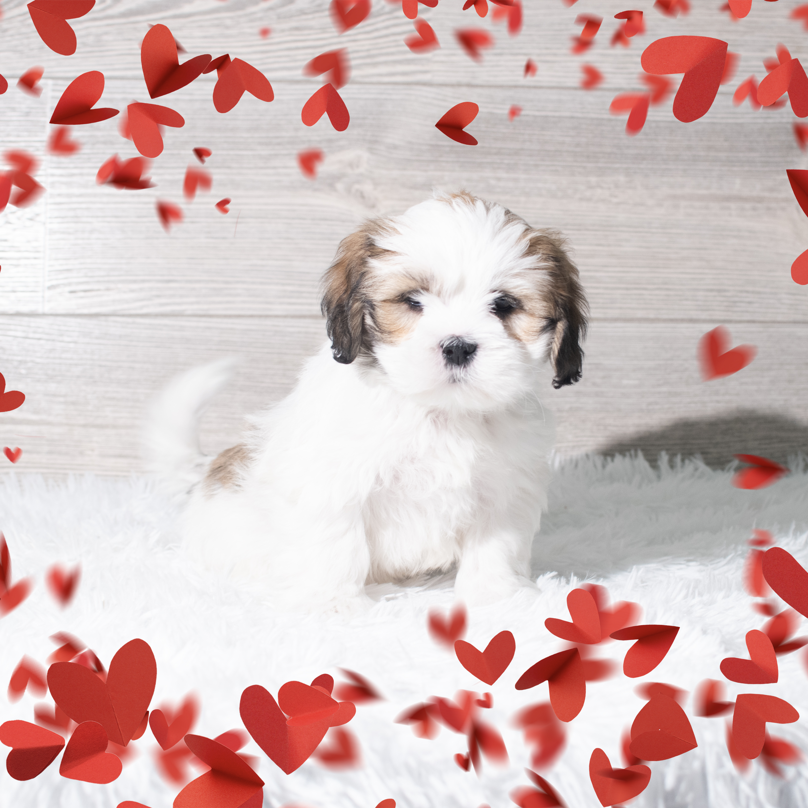 Lhasa Apso (F) 5668 Image #1