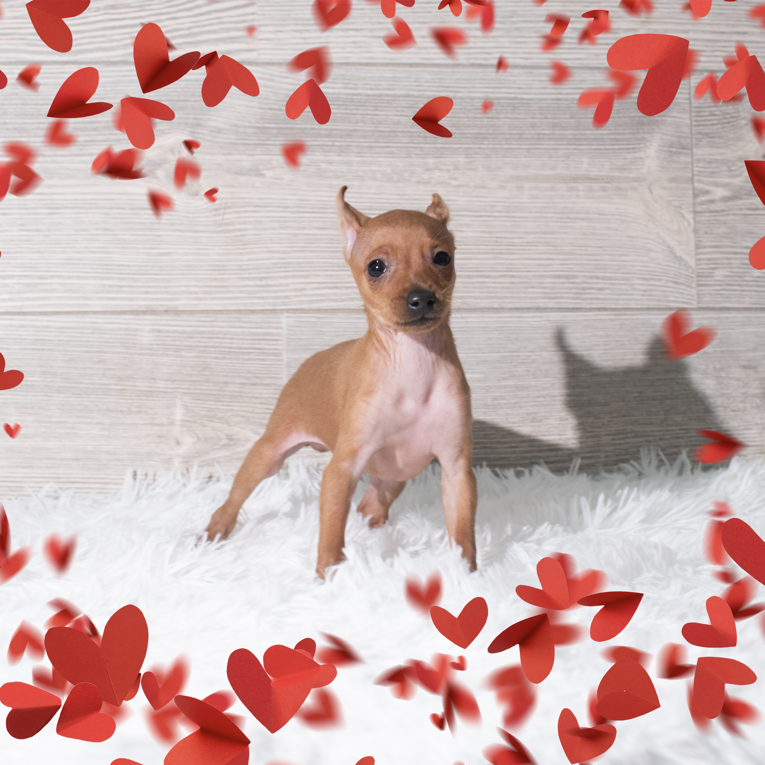 Miniature Pinscher (M) 5672 Image #1