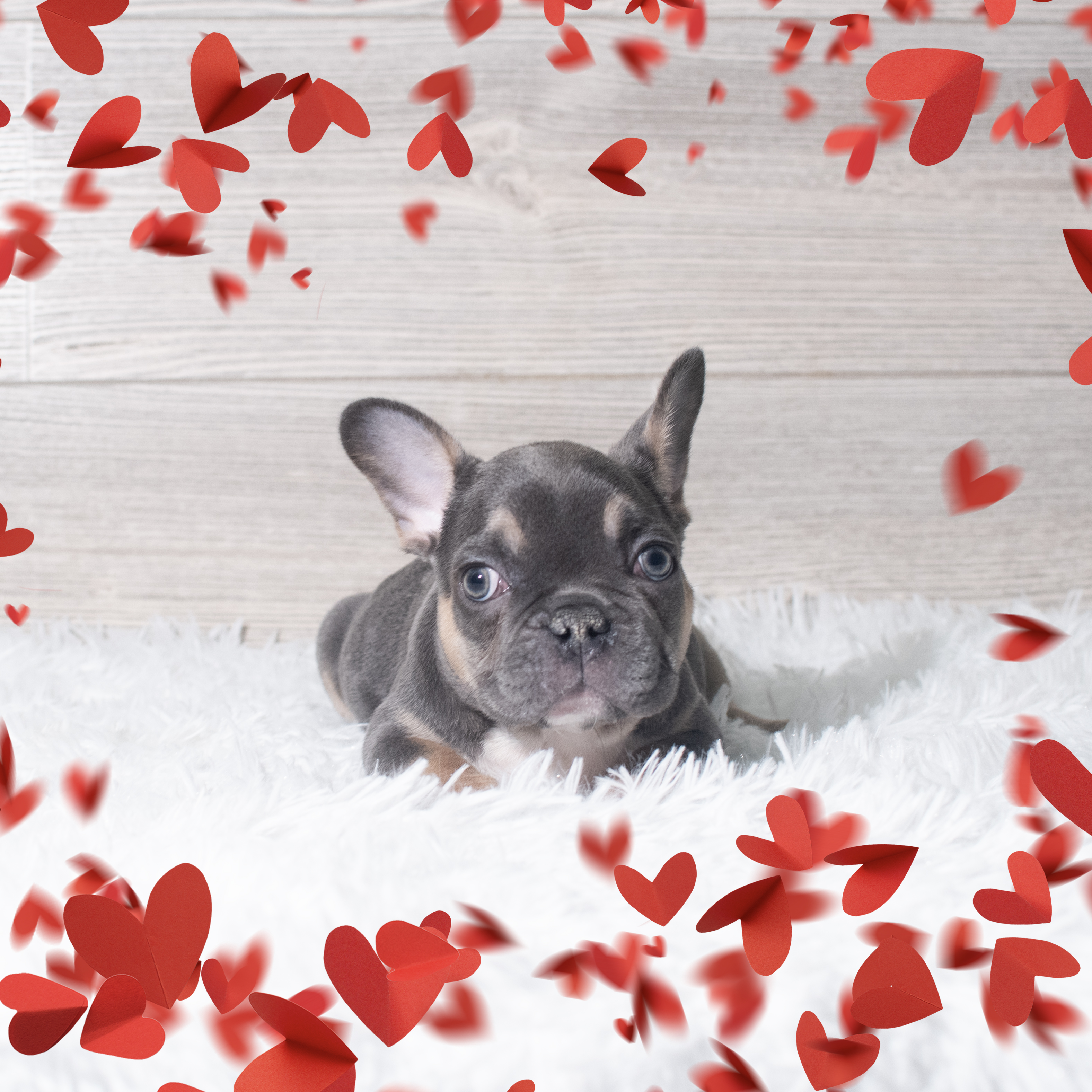 French Bulldog (M) 5661 Image #1