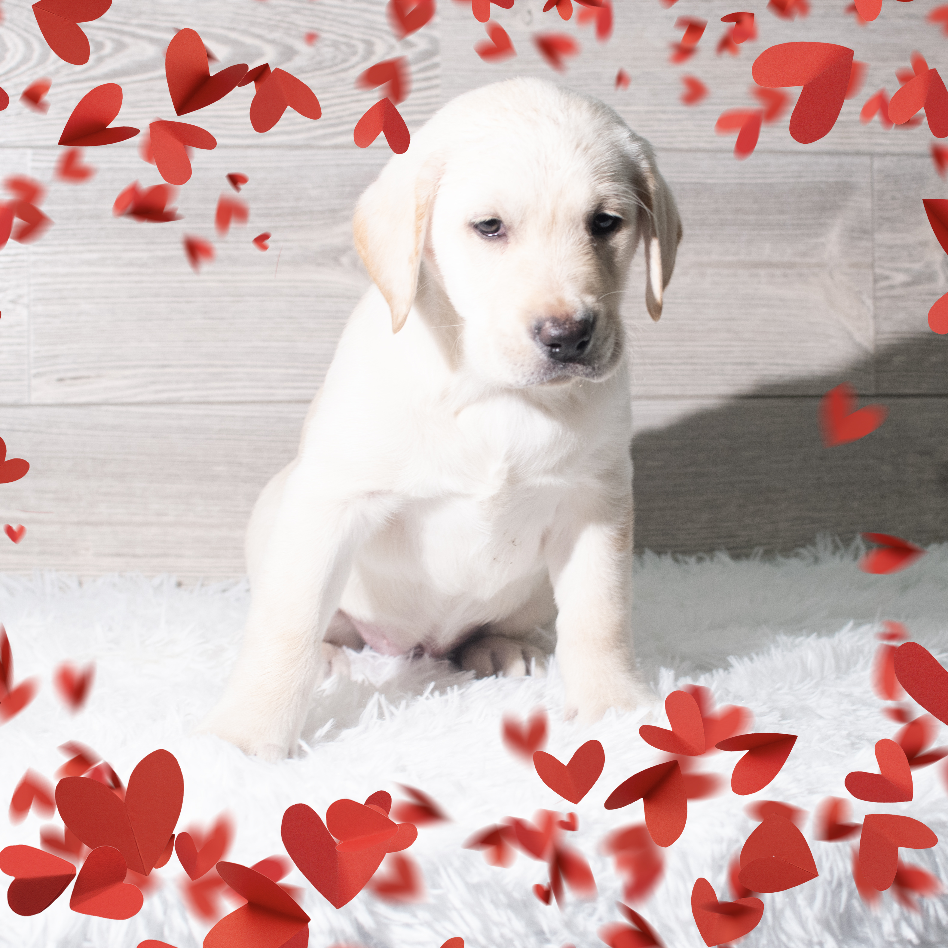 Labrador Retriever (F) 5662 Image #1