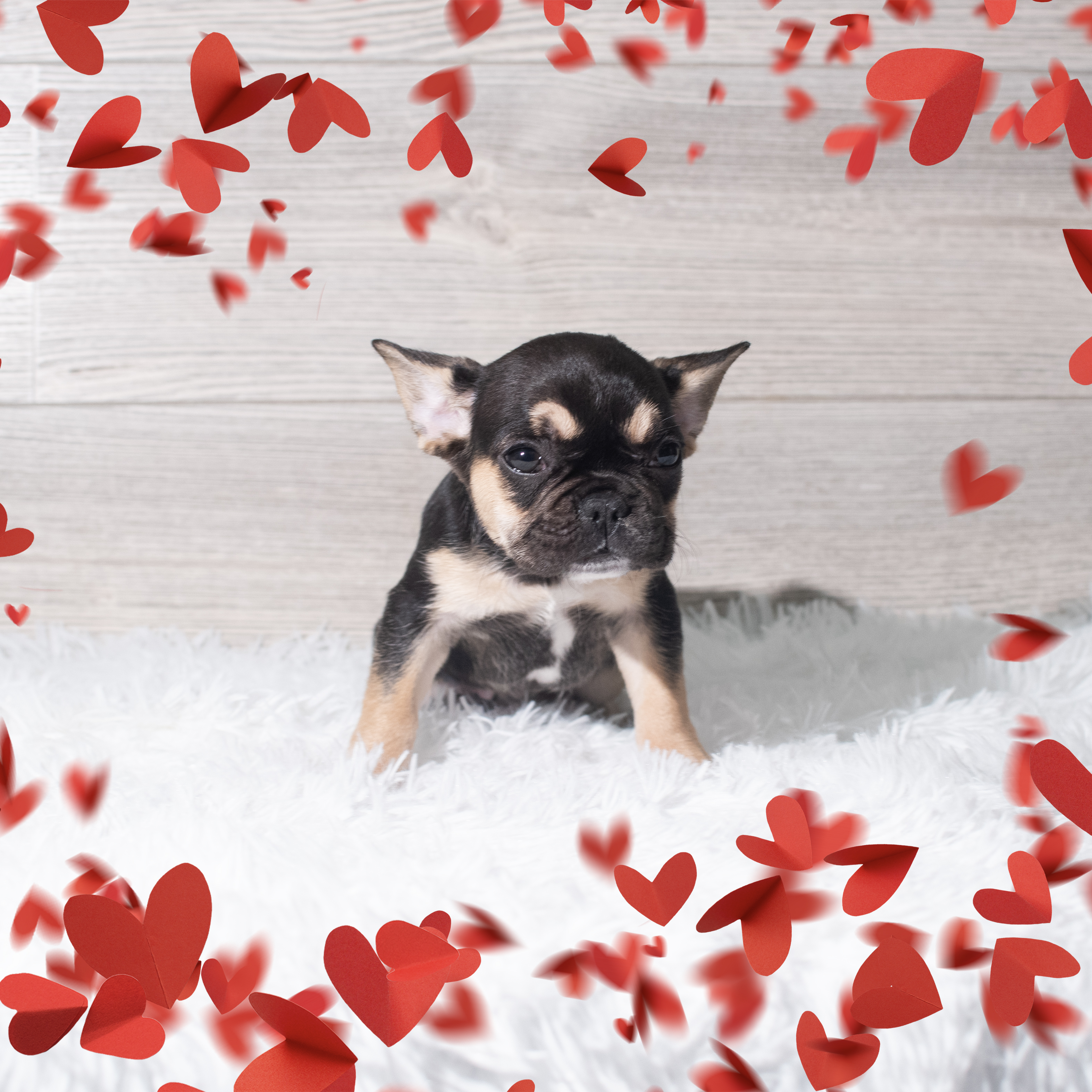 French Bulldog (F) 5643 Image #1