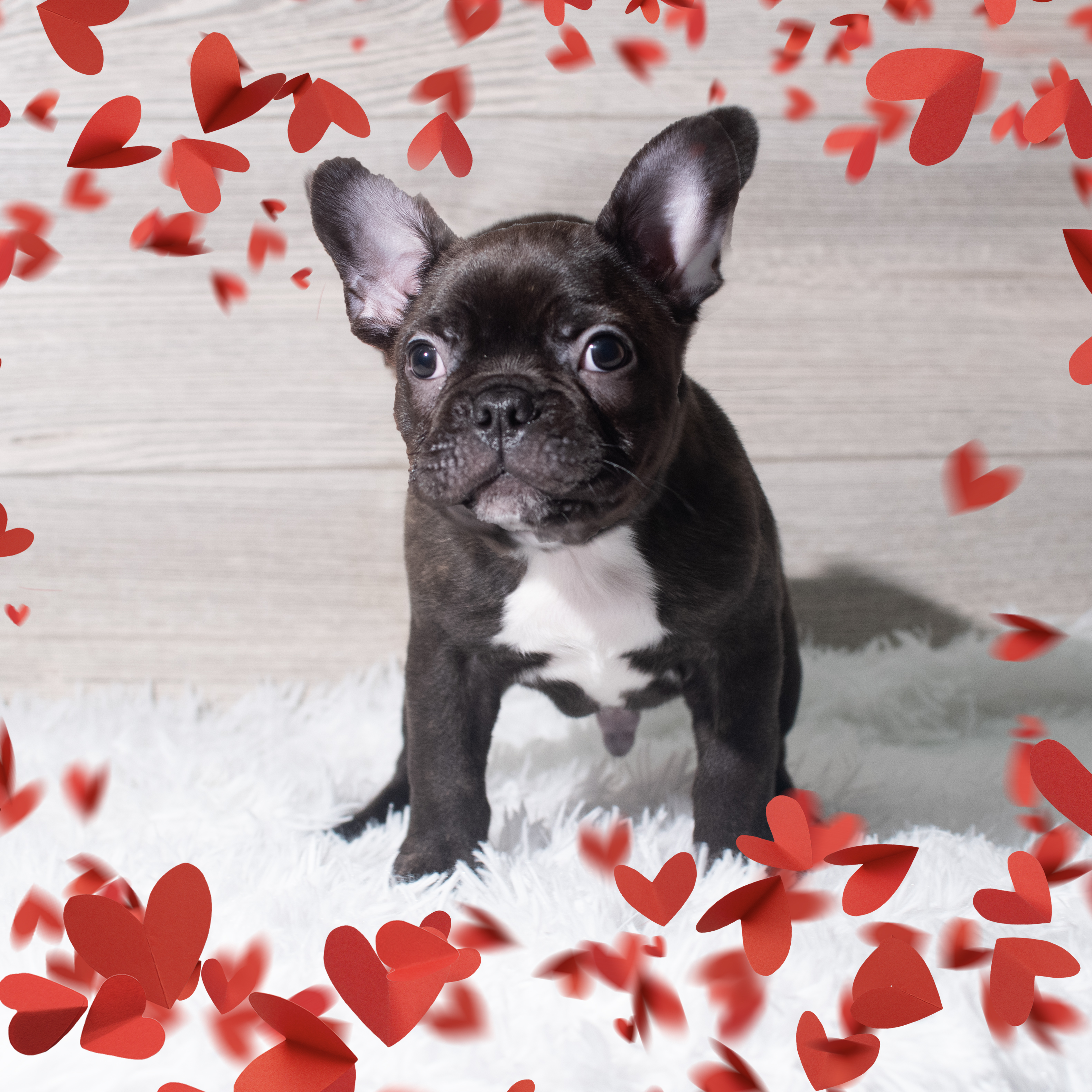 Frenchton (M) 5644 Image #1