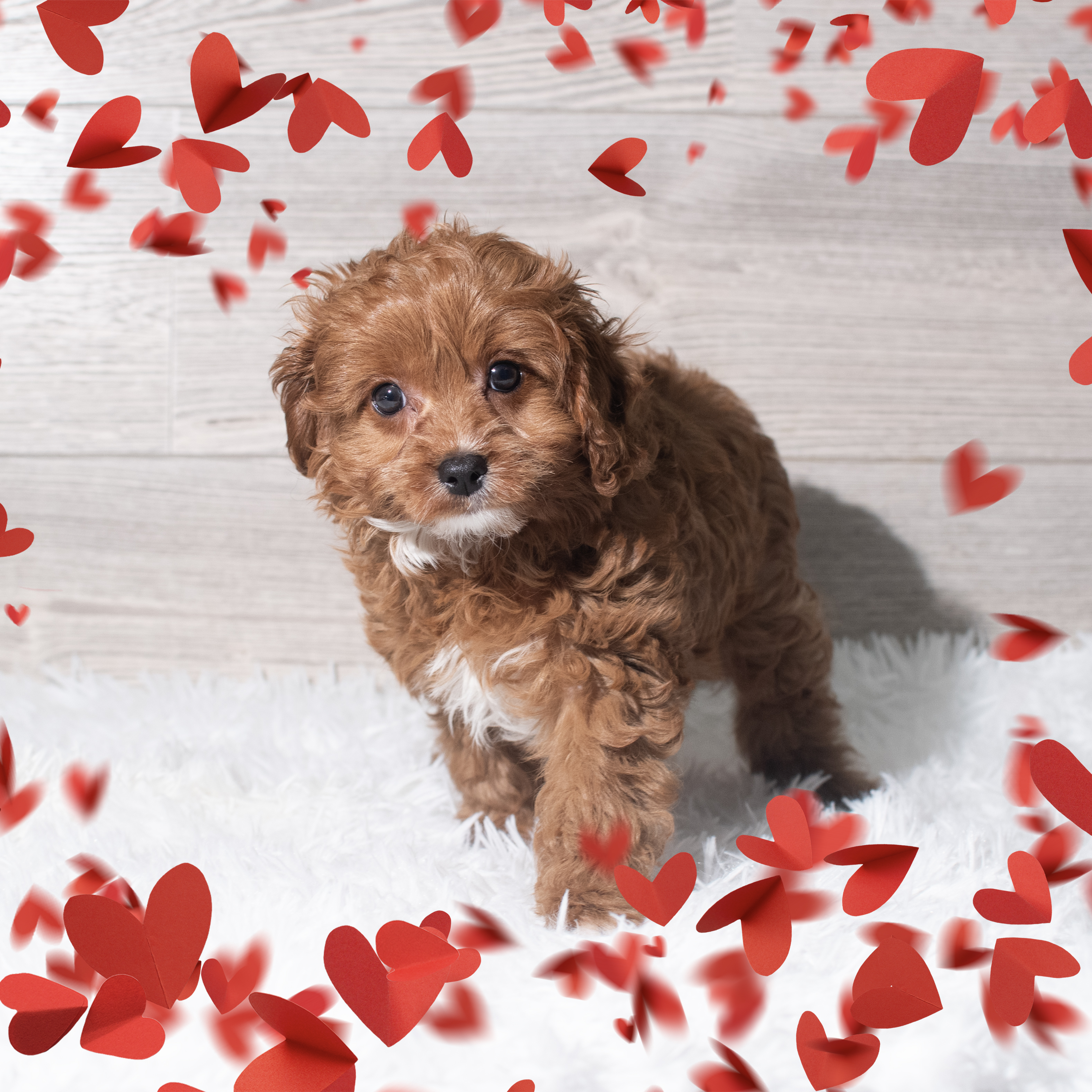 Cavapoo (M) 5667 Image #1