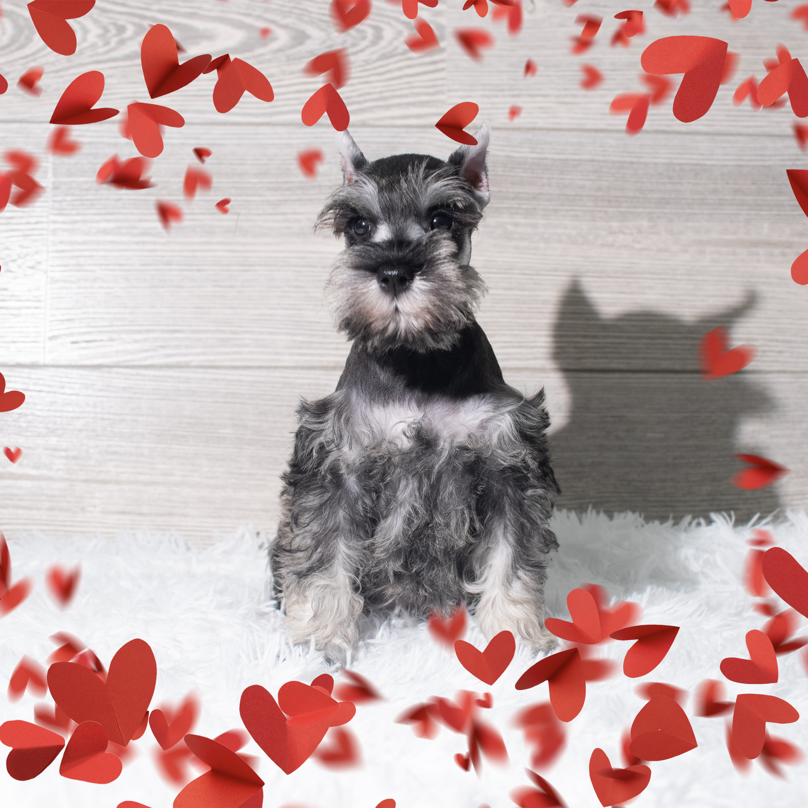 Miniature Schnauzer (F) 5666 Image #1