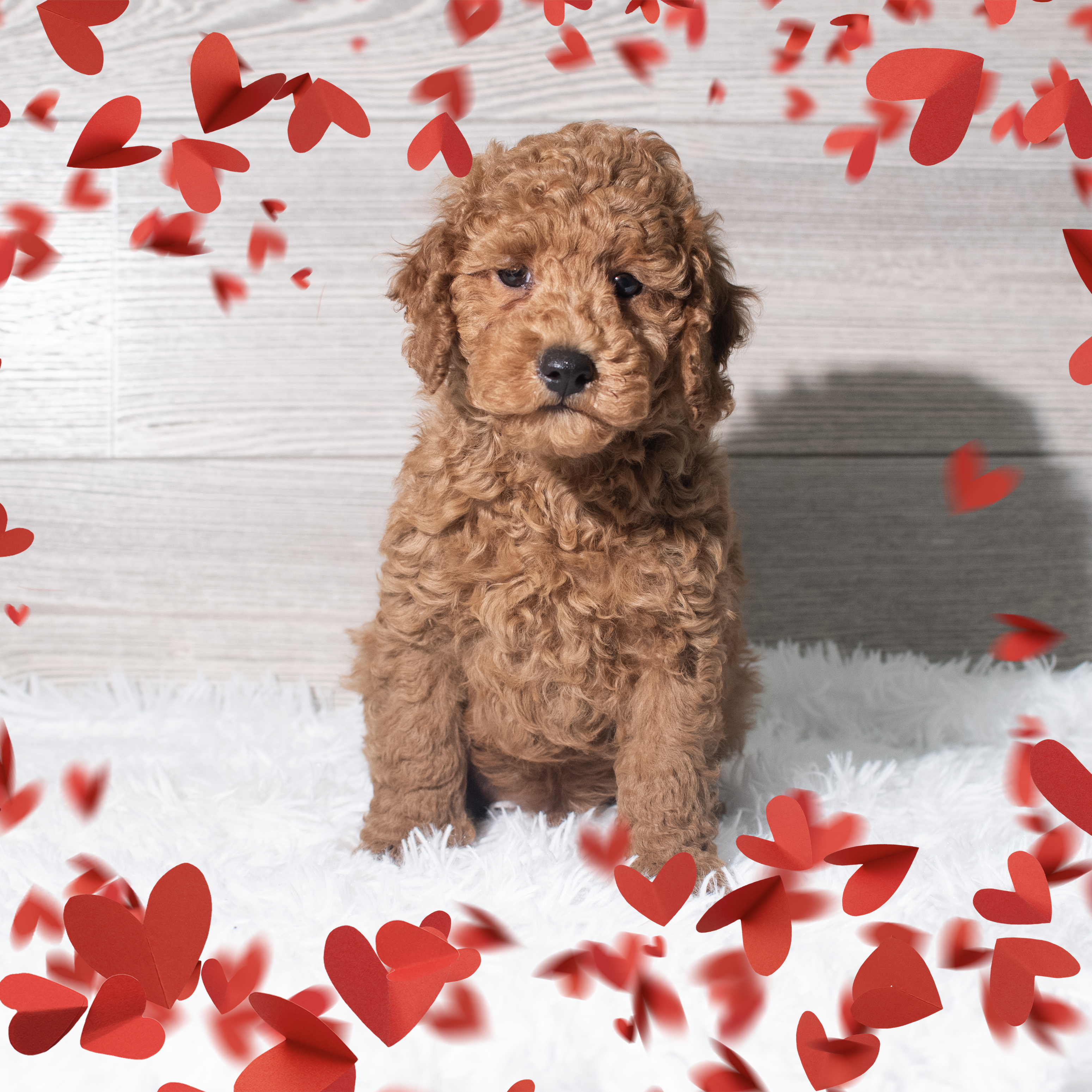 Poodle (M) 5670 Image #1