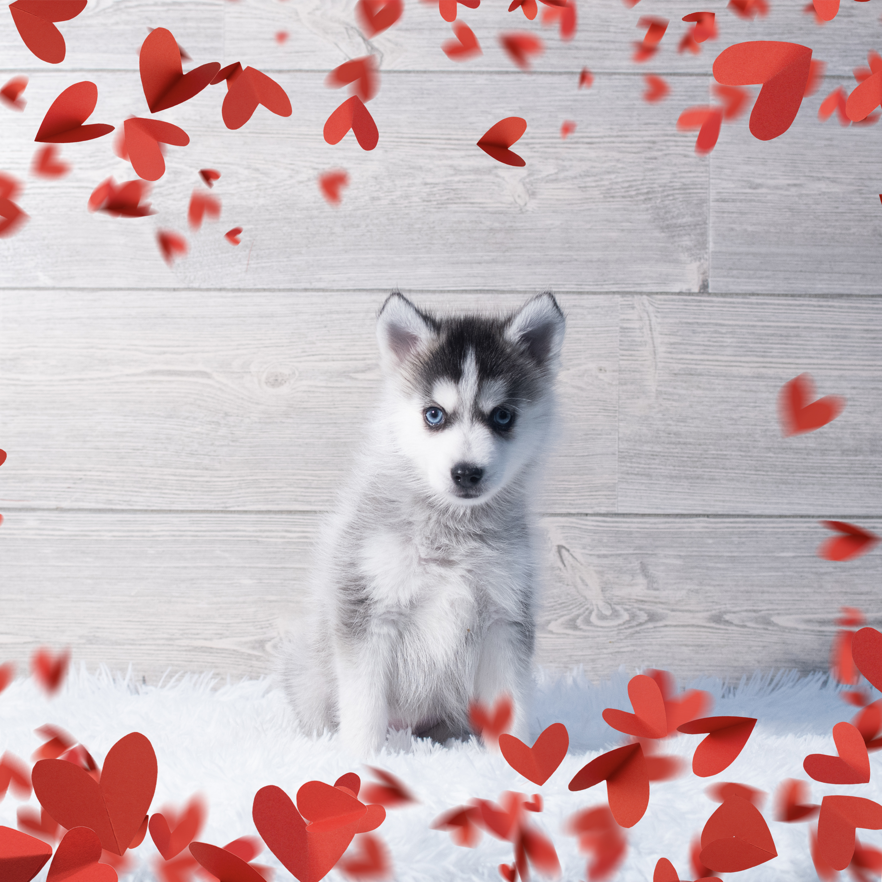 Pomsky (M) 2204 Image #1