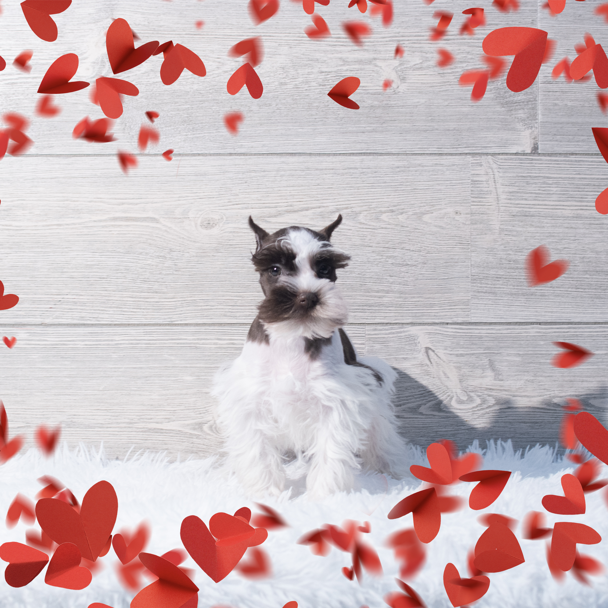 Miniature Schnauzer (F) 2196 Image #1