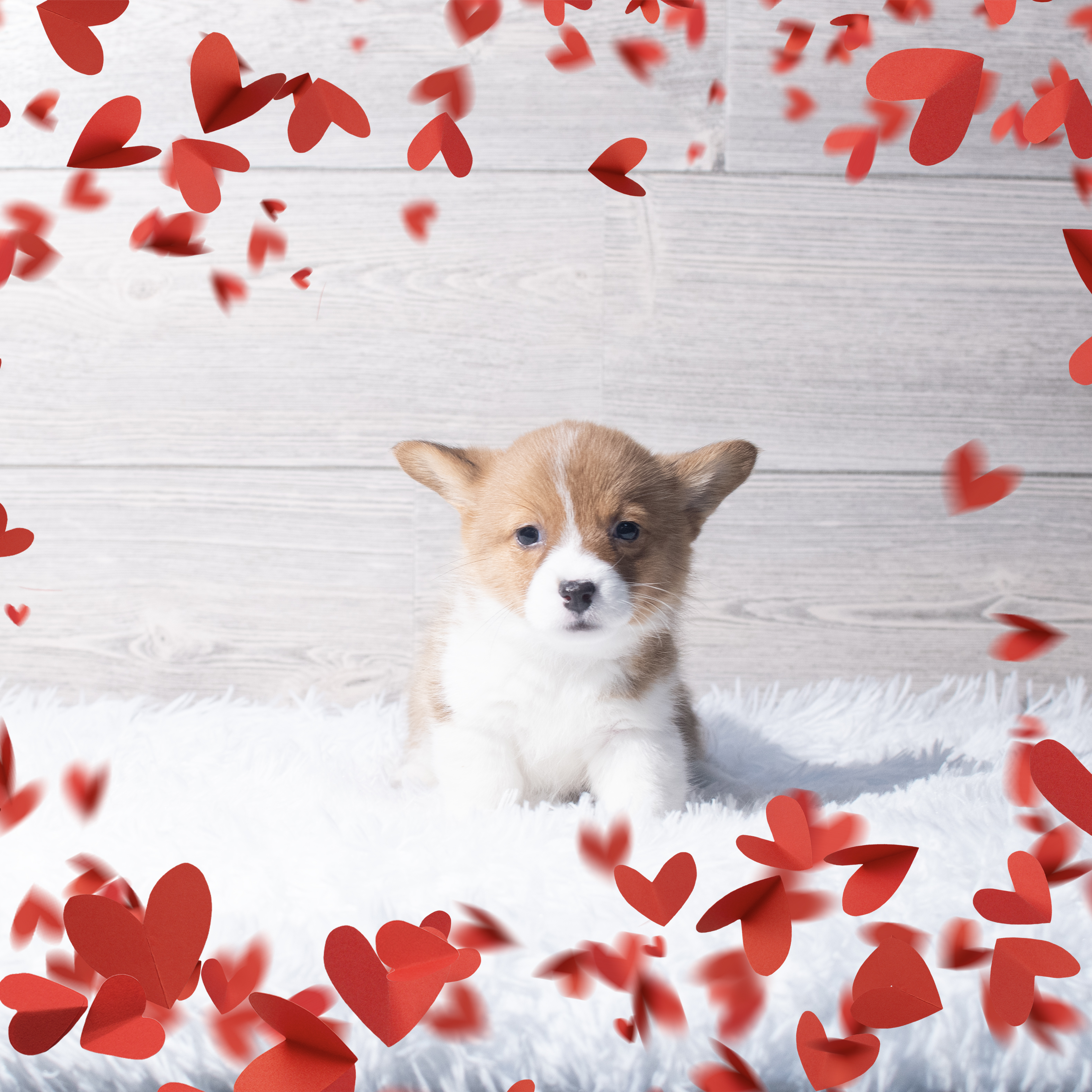 Pembroke Welsh Corgi (F) 2198 Image #1