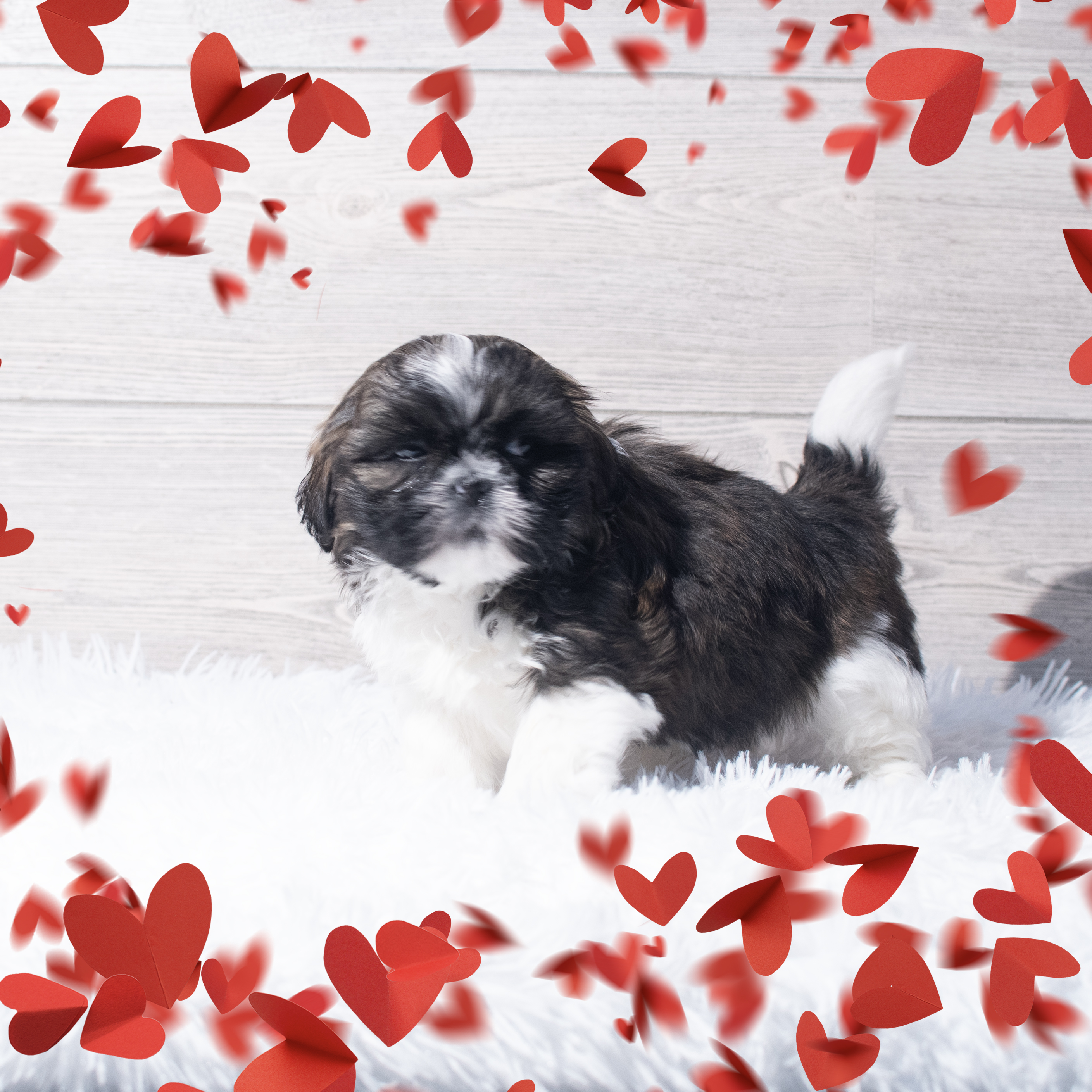 Shih Tzu (M) 2199 Image #1