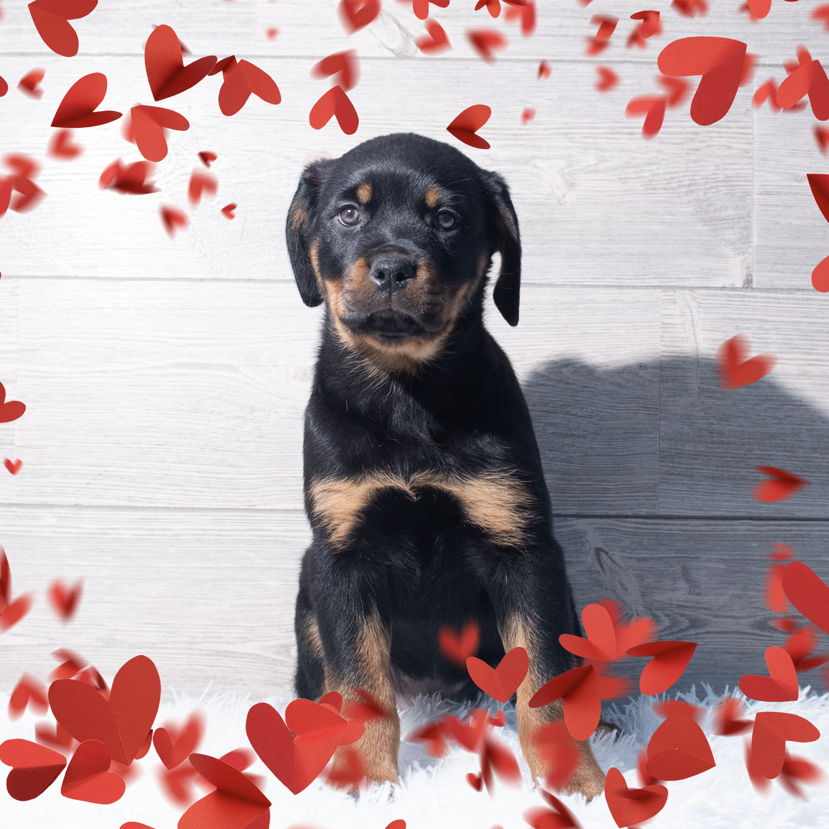 Rottweiler (F) 2195 Image #1