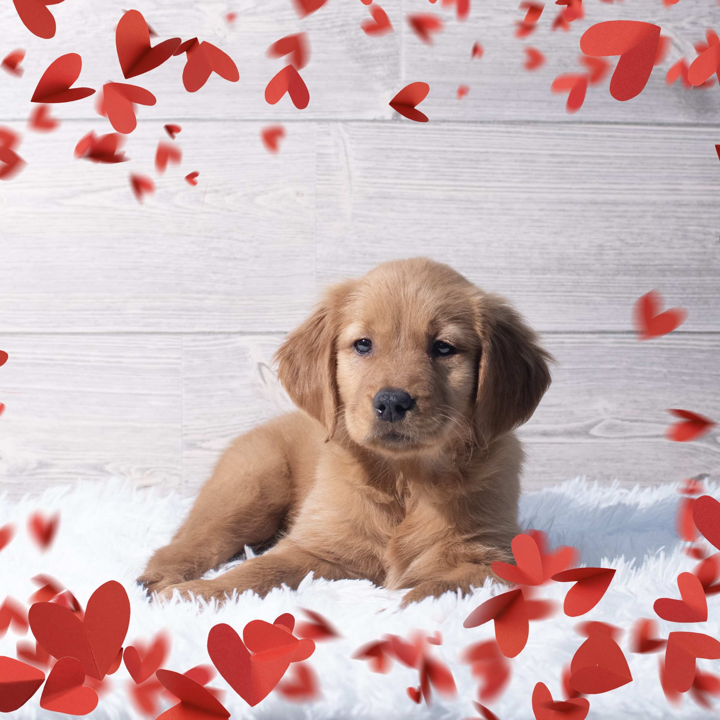 Golden Retriever (F) 2194 Image #1